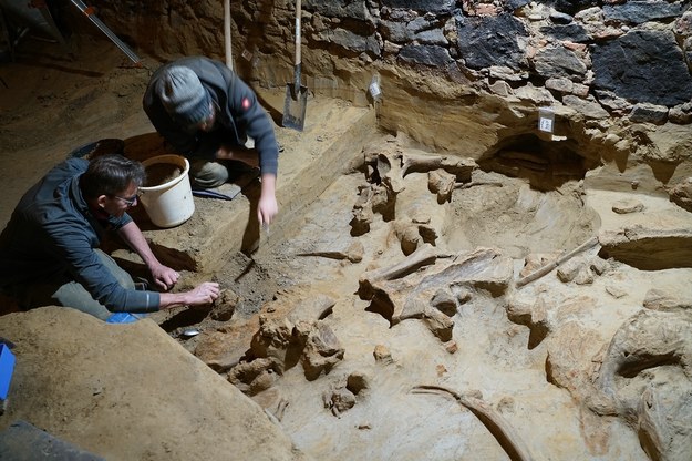 Kości trzech mamutów w piwniczce w austriackiej winnicy /foto: ÖAW/H. Parow-Souchon /