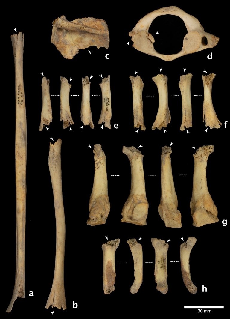 Kości ze śladami nagryzania i żucia /Scientific Reports (2025). DOI: 10.1038/s41598-025-10266-w /Materiały prasowe