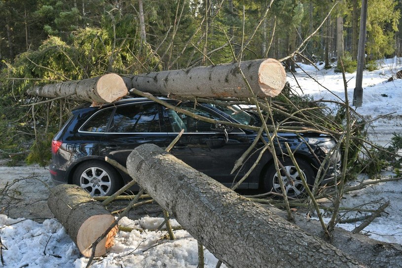 Kościelisko. Drzewo spadło na samochód /Bartłomiej Jurecki /INTERIA.PL