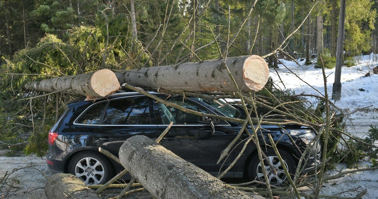 Kościelisko. Drzewo spadło na samochód /Bartłomiej Jurecki /INTERIA.PL