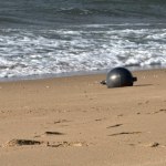 znalezisko Kosmiczne znalezisko na australijskim brzegu wywołało poruszenie