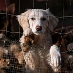 ​Kosowo: Z psami, ponad podziałami
