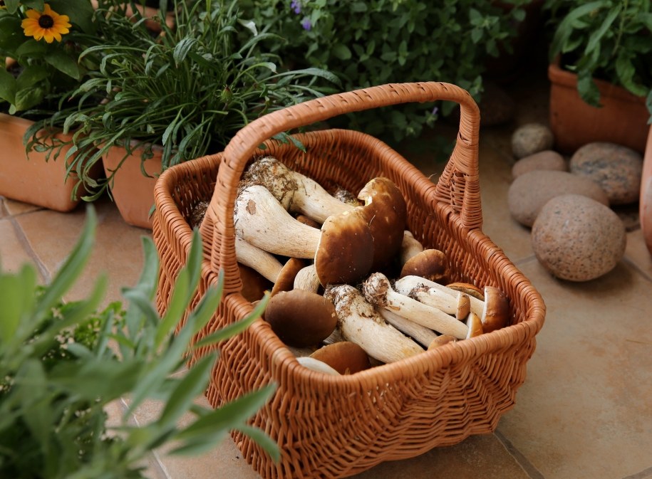 Kosz z grzybami /PAP/Tomasz Waszczuk /PAP