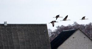 Koszmar bliźniąt na Suwalszczyźnie. Matka i córka z poważnymi zarzutami
