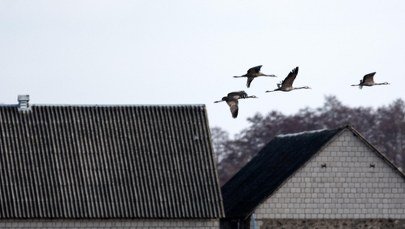 Koszmar bliźniąt na Suwalszczyźnie. Matka i córka z poważnymi zarzutami