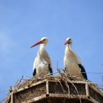 Koszmar bocianów na Bliskim Wschodzie. Doszło do strzelaniny, zginęły setki