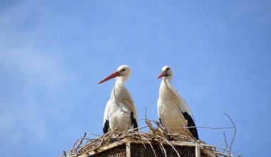 Koszmar bocianów na Bliskim Wschodzie. Doszło do strzelaniny, zginęły setki