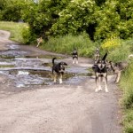 Koszmar na grzybobraniu. Psy zagryzły kierowcę ciężarówki