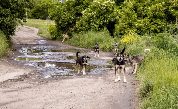 Koszmar na grzybobraniu. Psy zagryzły kierowcę ciężarówki
