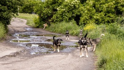 Koszmar na grzybobraniu. Psy zagryzły kierowcę ciężarówki