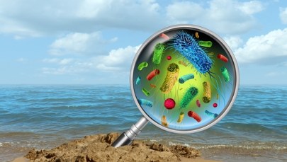 Koszmar nad oceanem w USA: Plaże skażone fekaliami