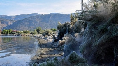 Koszmar osób z arachnofobią. 300 m pajęczyny i miliony pająków na plaży