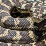 Koszmar po przebudzeniu. "Masz na sobie 2,5-metrowego pytona"