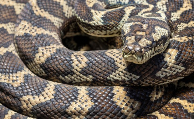 Koszmar po przebudzeniu. "Masz na sobie 2,5-metrowego pytona"