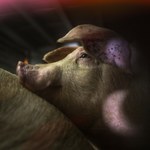 Koszmar świń na fermie w Polsce. Filmy mrożą krew w żyłach