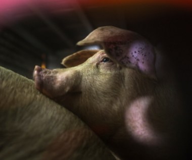 Koszmar świń na fermie w Polsce. Filmy mrożą krew w żyłach