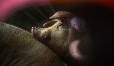 Koszmar świń na fermie w Polsce. Filmy mrożą krew w żyłach