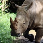 Koszmar w zoo: Nosorożec zabił opiekunkę na oczach jej męża