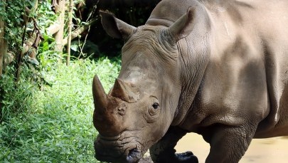 Koszmar w zoo: Nosorożec zabił opiekunkę na oczach jej męża
