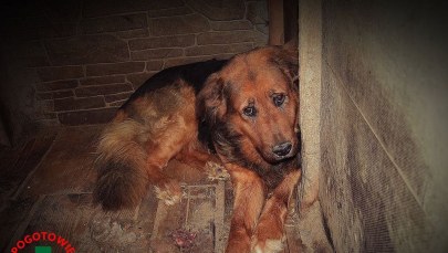 Koszmar zwierząt w Radysach. Areszt dla "faktycznie zarządzającego" schroniskiem