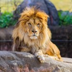 Koszmarny atak w zoo. Lew odgryzł kobiecie ramię