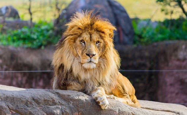 Koszmarny atak w zoo. Lew odgryzł kobiecie ramię