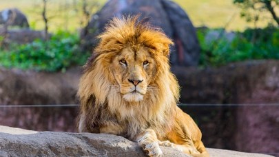 Koszmarny atak w zoo. Lew odgryzł kobiecie ramię