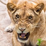 Koszmarny wypadek w zoo. Patrzyła na pracę opiekunów, lew zaatakował
