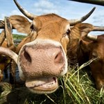 Kosztowny dodatek do paszy ma ograniczać emisje krów. Naukowcy ostrzegają