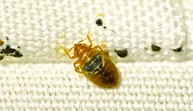 Kosztuje niewiele, a płoszy pluskwy jak dezynsekcja. Wyniosą się raz, dwa