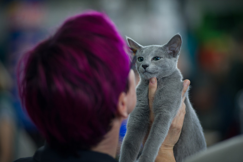 Kot archangielski wywodzi się z zachodniej Rosji. Jego cechą charakterystyczną jest niebieskawa sierść. Najlepszy dzień dla tego kota, to ten, w którym ma dużo zabawy / NurPhoto / Contributor /Getty Images
