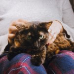 Kot częściej wybiera kanapę zamiast twoich kolan? To może być istotny sygnał