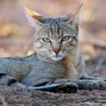 kot Kot domowy ma afrykańskie korzenie i zaskakującą historię udomowienia