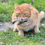 Kot domowy NIE JEST inwazyjnym gatunkiem obcym! GDOŚ mówi o „fake newsach”