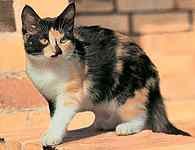 Kot domowy /Encyklopedia Internautica