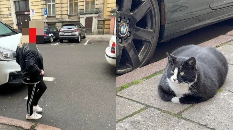Kot Gacek, prawdziwa atrakcja Szczecina, uniknął ostatnio porwania /@kotgacekeveryday/Instagram /materiał zewnętrzny