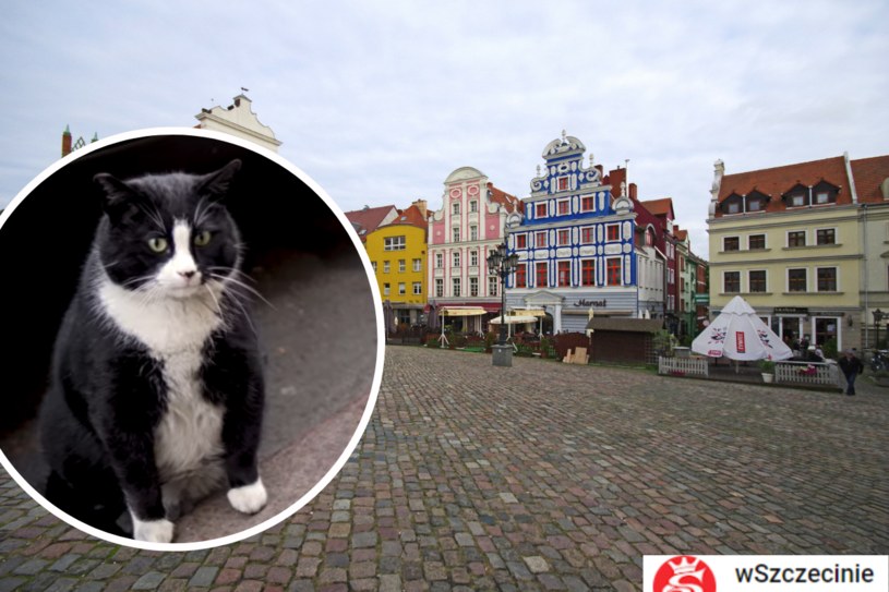 Kot Gacek to już prawdziwa legenda Szczecina. Zwierzak zyskał sławę w całej Polsce jako "atrakcja turystyczna" Szczecina /Marek BAZAK/East News /East News