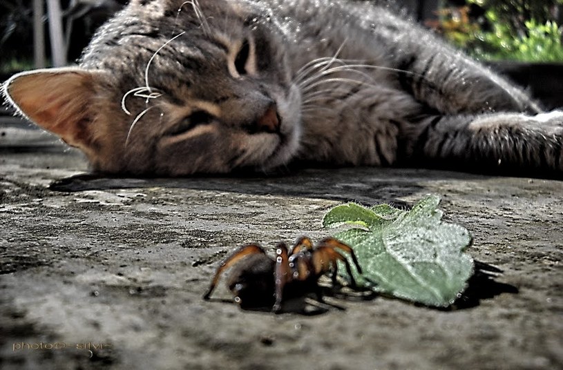 kot i pająk /© Photogenica