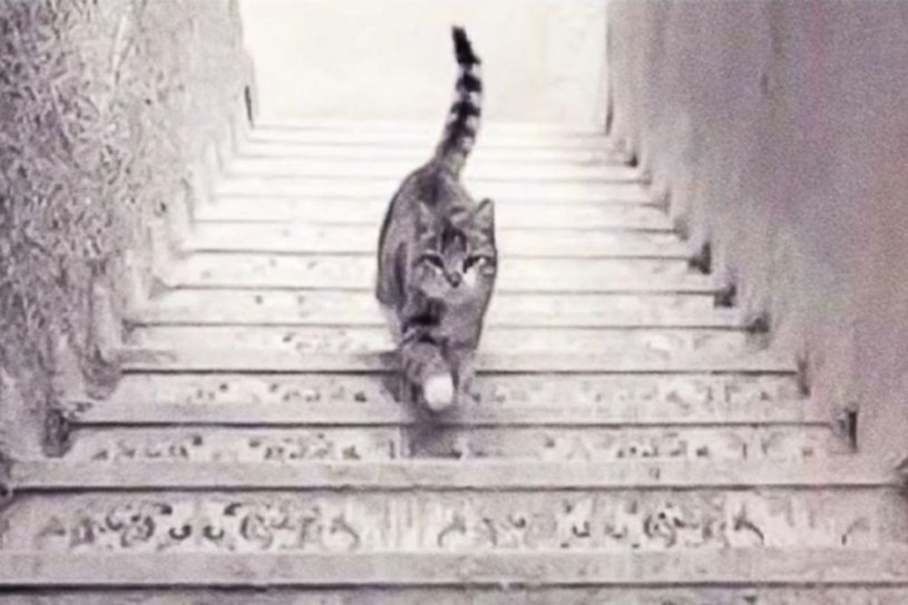 Kot idzie w górę czy w dół? Oto jest pytanie! Sprawdź znaczenie swojej odpowiedzi /materiały prasowe