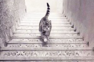Kot idzie w górę czy w dół? W odpowiedzi ukryta jest prawda o tobie