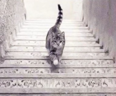 Kot idzie w górę czy w dół? W odpowiedzi ukryta jest prawda o tobie
