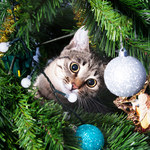 Kot kontra choinka: Jak zabezpieczyć zwierzaka i dom podczas Bożego Narodzenia?
