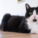 Kot Krzyś eksmitowany, bo podrapał prokuratorkę. Może go przygarniesz?