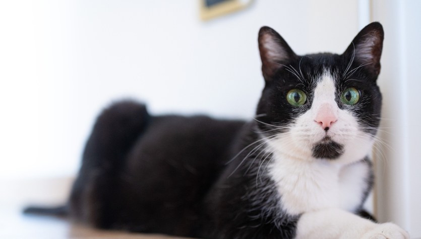 Kot Krzyś eksmitowany, bo podrapał prokuratorkę. Może go przygarniesz?