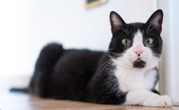 Kot Krzyś eksmitowany, bo podrapał prokuratorkę. Może go przygarniesz?