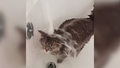 Kot, który uwielbia... prysznice. Aż trudno uwierzyć!