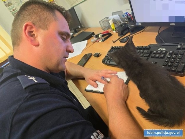 Kot, którym zaopiekowali się policjanci z Rudna. /Policja Lubin /Policja