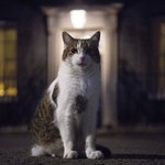 Kot Larry obchodzi 10. rocznicę pracy na Downing Street
