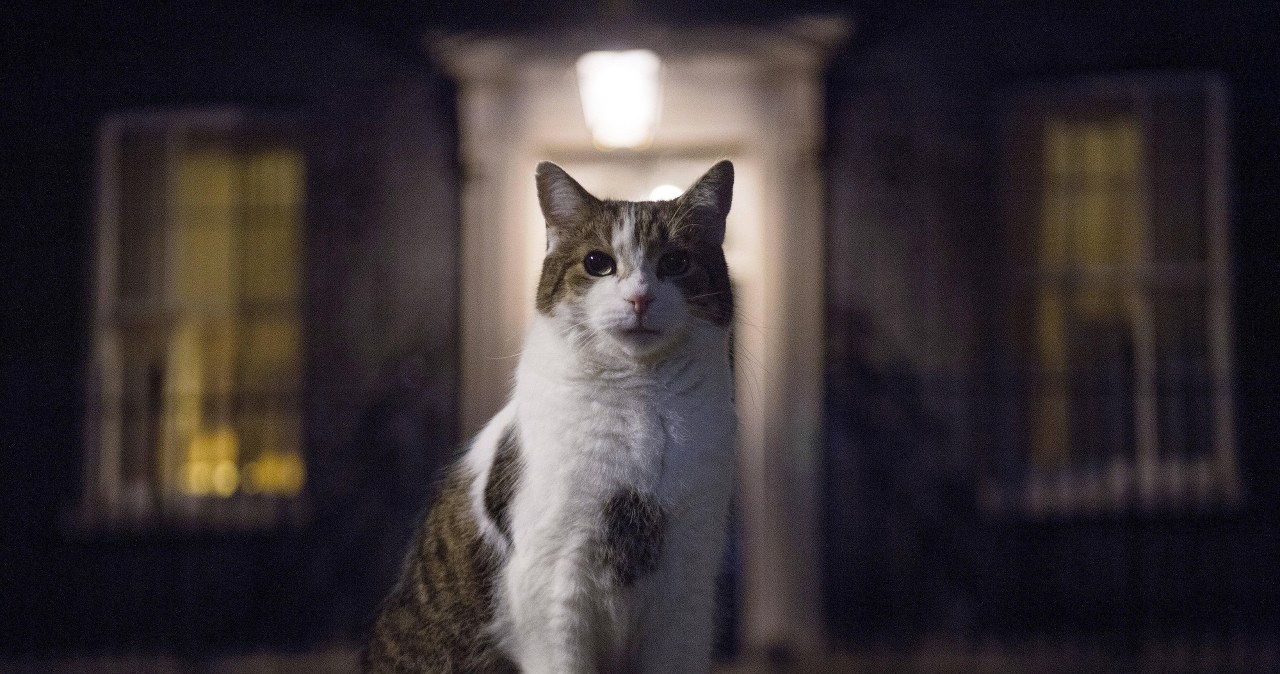 Kot Larry obchodzi 10. rocznicę pracy na Downing Street