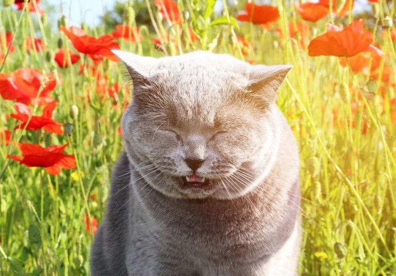 Kot może mieć alergię /123RF/PICSEL
